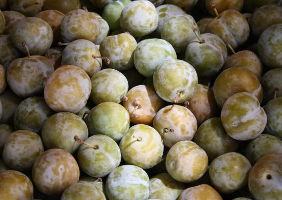 greengages