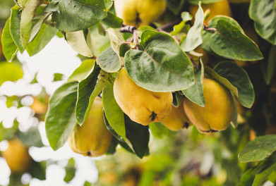 Quince Jelly