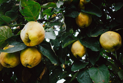 Membrilo (Quince Cheese/Paste)